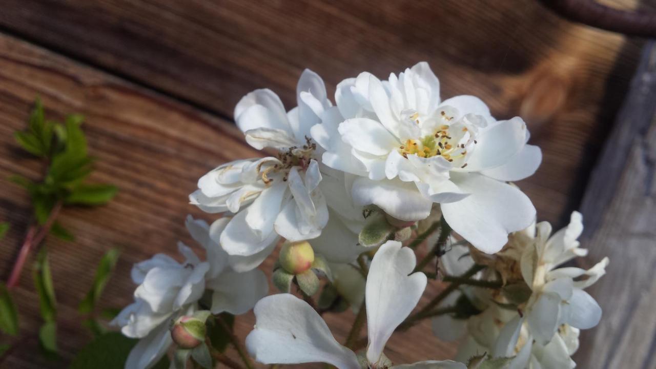 Chalet Baergblick Grindelwald Kültér fotó
